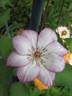 Omoshiro clematis photo