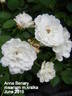 Anna Benary rose photo
