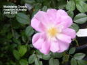 Madeleine Orosdy rose photo