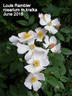 Louis' Rambler rose photo