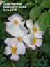 Louis' Rambler rose photo
