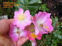 Rosenreigen rose photo