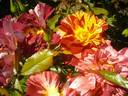 Summer Lodge rose photo