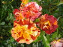 Summer Lodge rose photo