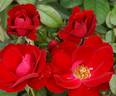 Red Ayoba rose photo