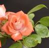 Radiant ™ rose photo