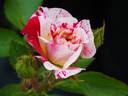 Painter's Palette rose photo
