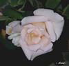 Amma rose photo