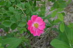 Anne of Geierstein rose photo