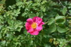 Anne of Geierstein rose photo