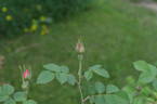 Anne of Geierstein rose photo