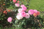 Гурзуф rose photo