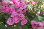 Werner von Blon rose photo