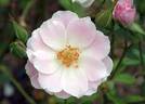 Disco Lemonade rose photo