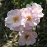 Disco Lemonade rose photo