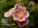 <I>Rosa woodsii </I>var<I> fendleri</I> rose photo