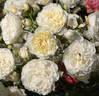 KORblixmu rose photo