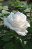 Elena Giuglaris rose photo