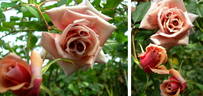 Latte Art rose photo