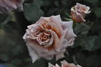 Latte Art rose photo