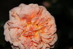 Janet Inada rose photo