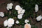 Hettie rose photo