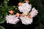 Ghislaine Feuerwerk rose photo
