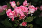 Madame de Staël rose photo