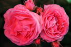 Madame de Staël rose photo