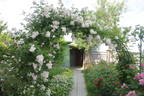 Perennial Blush rose photo