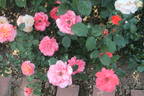 Коралловый Сюрприз rose photo