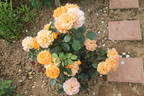 Goldelse ® rose photo