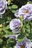 Turn Blue rose photo