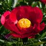 America peony photo