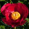 America peony photo