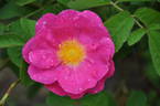 Helga Brauer rose photo