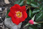 Chewresolute rose photo