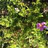 R. minutifolia rose photo