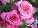 Patience rose photo