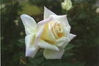 Kaguyama rose photo