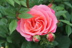 Alexander's Issie rose photo