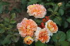 Janet Inada rose photo