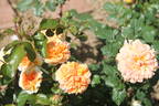 Janet Inada rose photo