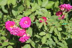 Rosengarten Zweibrücken rose photo