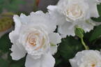 Le Blanc rose photo