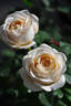 Yui rose photo