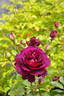 Mayo rose photo