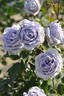 Blue Dress rose photo
