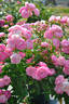 Happy Mothersday rose photo