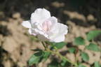 Silver Shadows rose photo